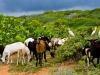 Heard of wild goats, East end of the island, Anguilla