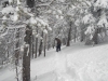 Playing in the Riva Trees at Vail