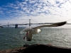 Port of San Francisco looking at The Bay Bridge and Treasure Island