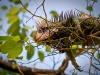 Iguana at The Westin, St. John's, USVI