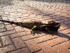 Iguana at The Westin, St. John's, USVI