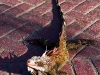 Iguana at The Westin, St. John's, USVI